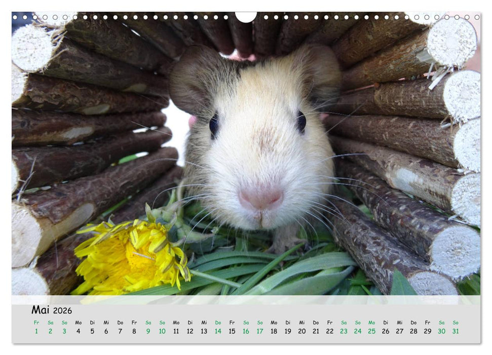 Meerschweinchen 2026 - bezaubernd, hinreißend, entzückend (CALVENDO Wandkalender 2026)