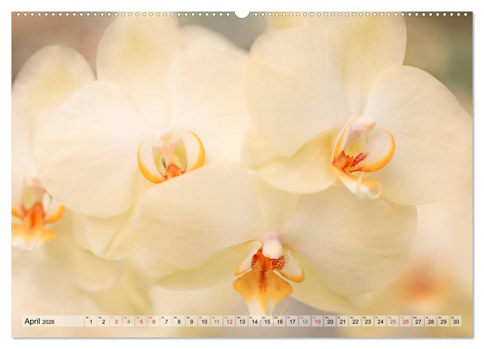 Farbenfroher Blütentraum (CALVENDO Premium Wandkalender 2026)