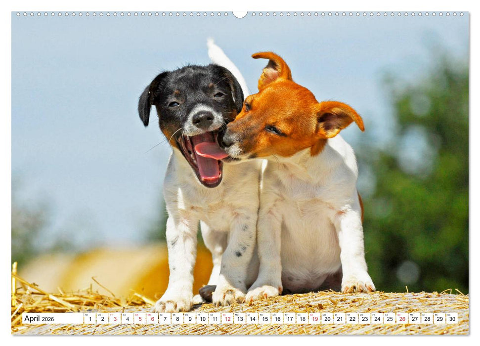 100000 Volt auf vier Pfoten - Jack und Parson Russell Terrier (CALVENDO Premium Wandkalender 2026)