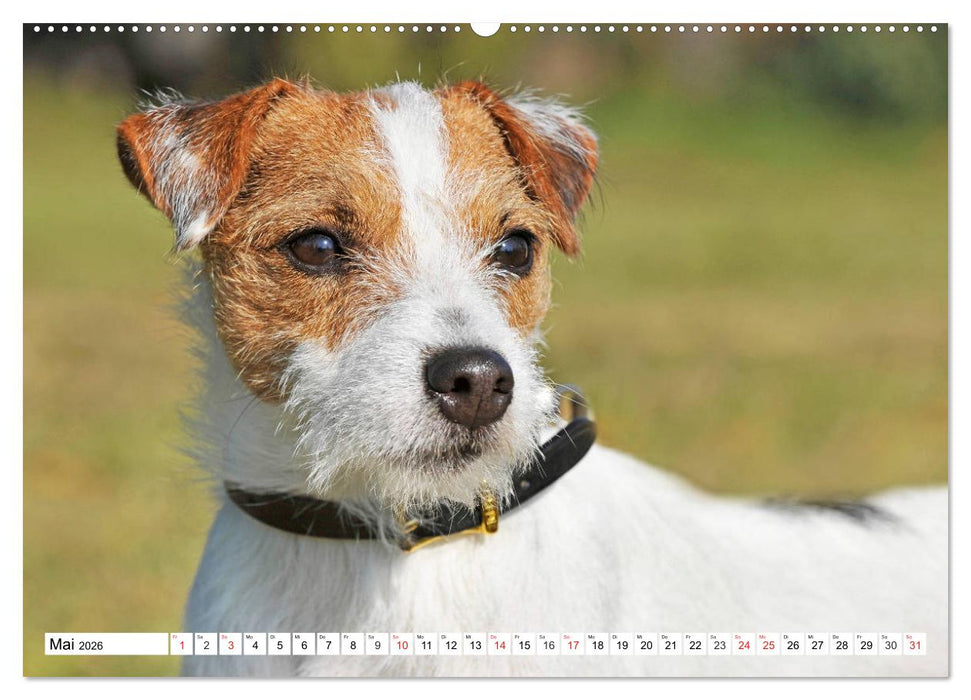 100000 Volt auf vier Pfoten - Jack und Parson Russell Terrier (CALVENDO Premium Wandkalender 2026)