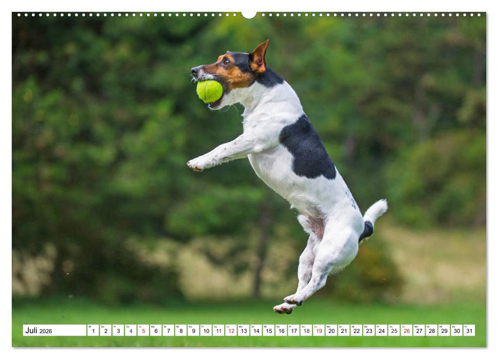 100000 Volt auf vier Pfoten - Jack und Parson Russell Terrier (CALVENDO Premium Wandkalender 2026)