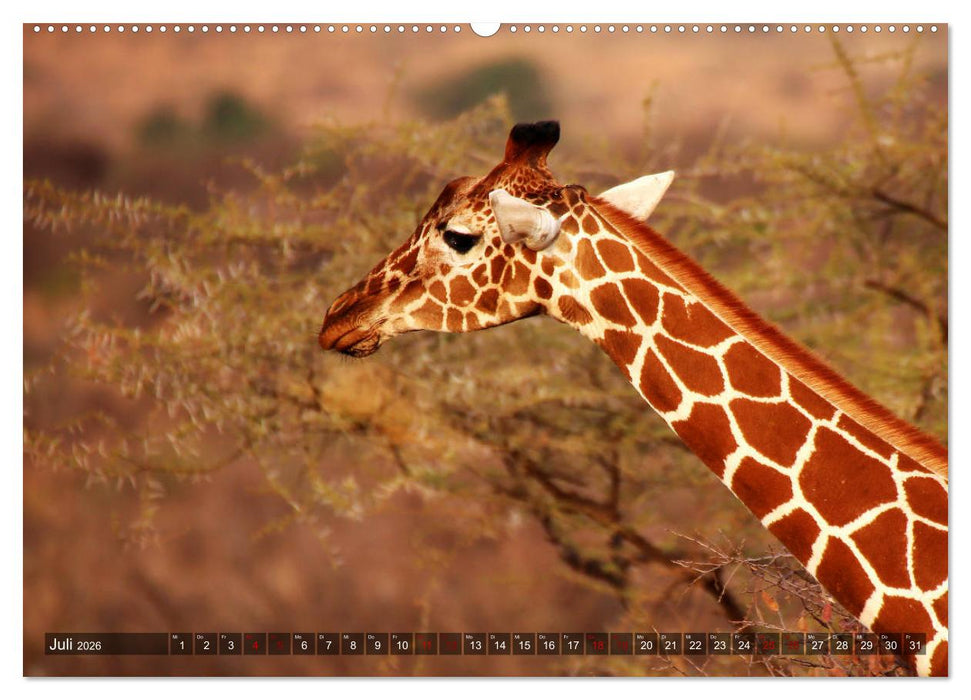 Afrika - Zauber der Wildnis (CALVENDO Premium Wandkalender 2026)