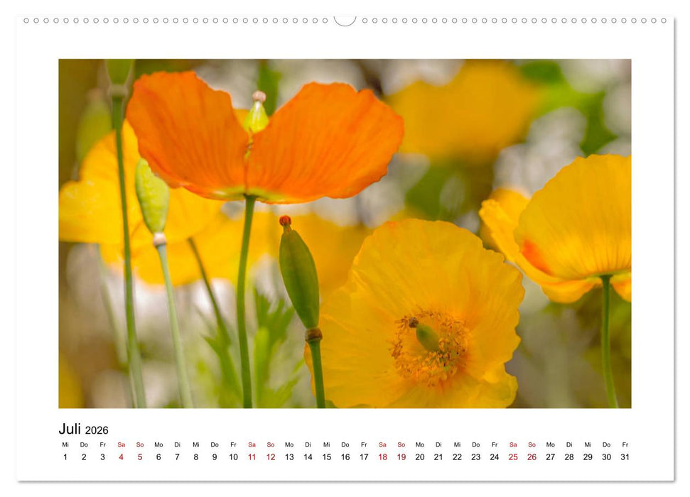Oranger Blütentraum (CALVENDO Premium Wandkalender 2026)