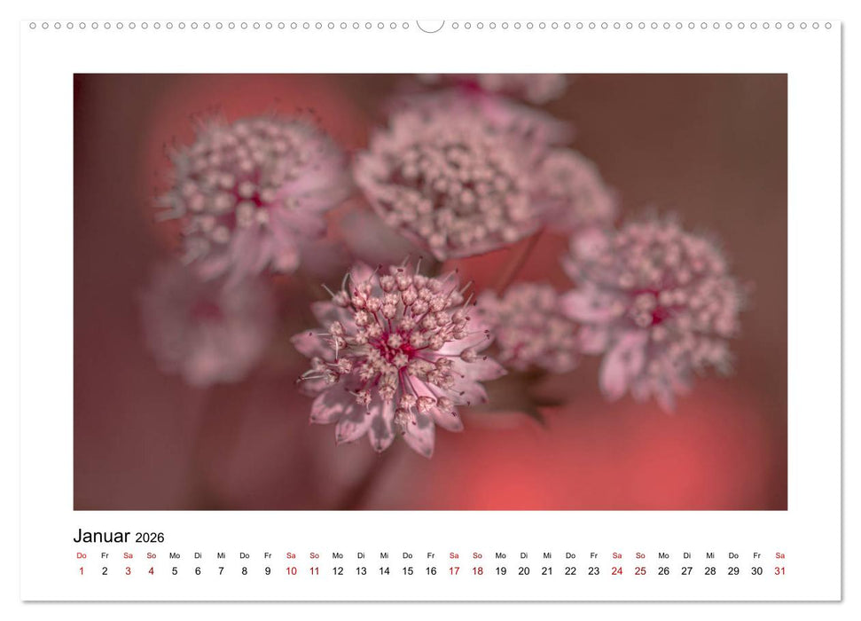 Rosa Blütentraum (CALVENDO Premium Wandkalender 2026)