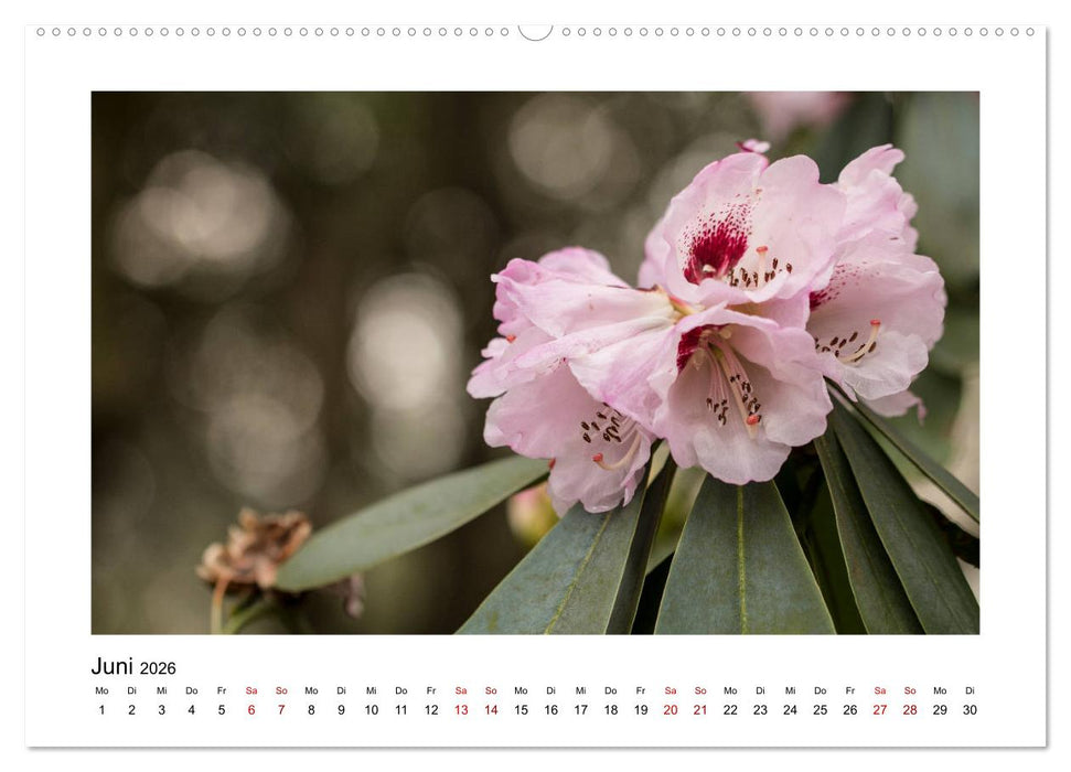 Rosa Blütentraum (CALVENDO Premium Wandkalender 2026)