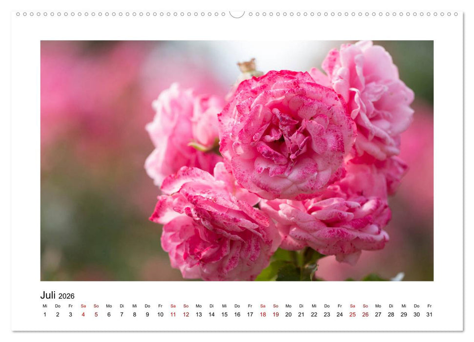 Rosa Blütentraum (CALVENDO Premium Wandkalender 2026)