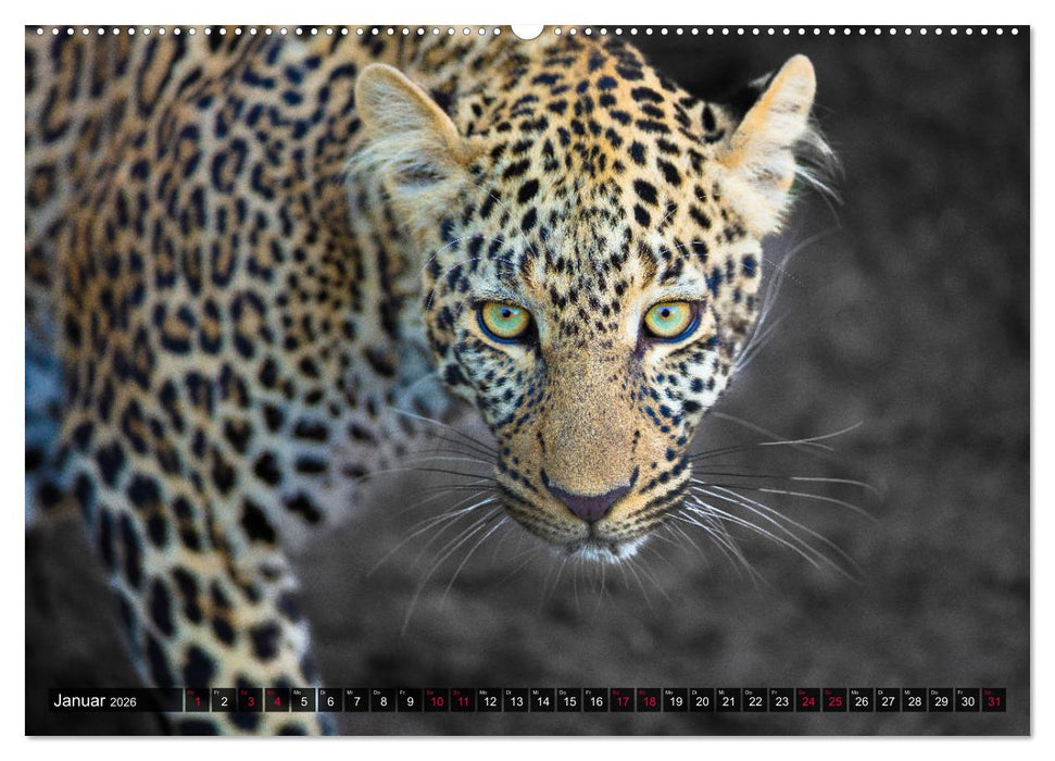 Safari Afrika (CALVENDO Premium Wandkalender 2026)