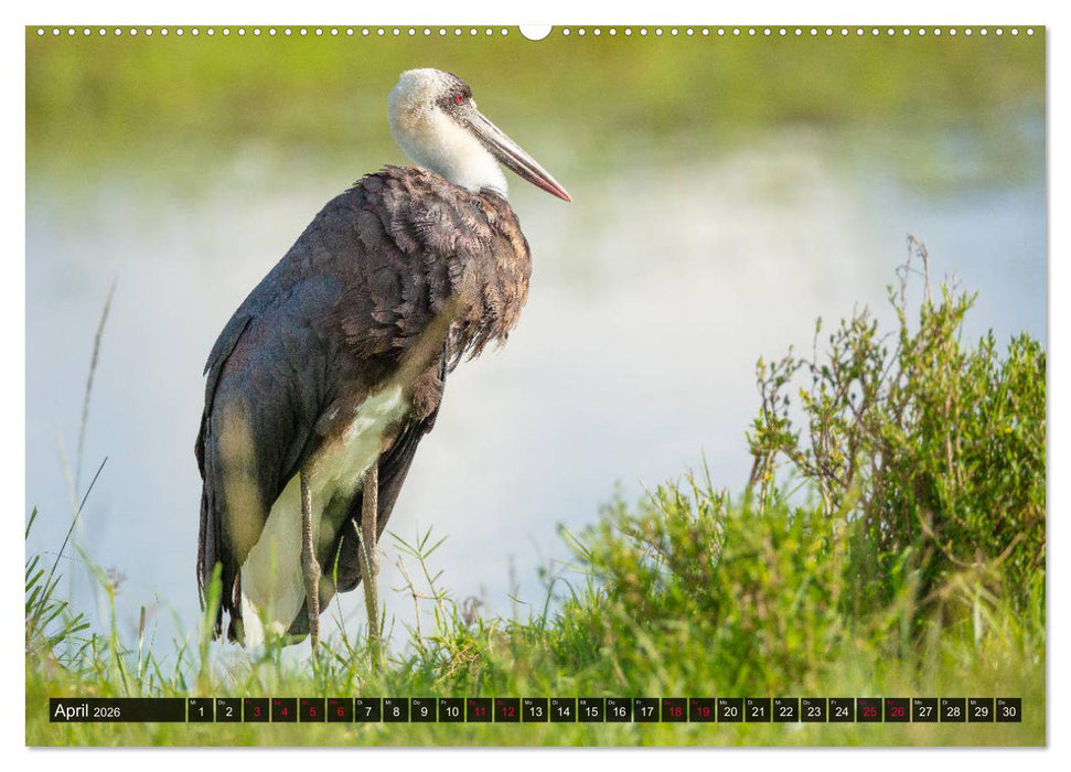 Safari Afrika (CALVENDO Premium Wandkalender 2026)