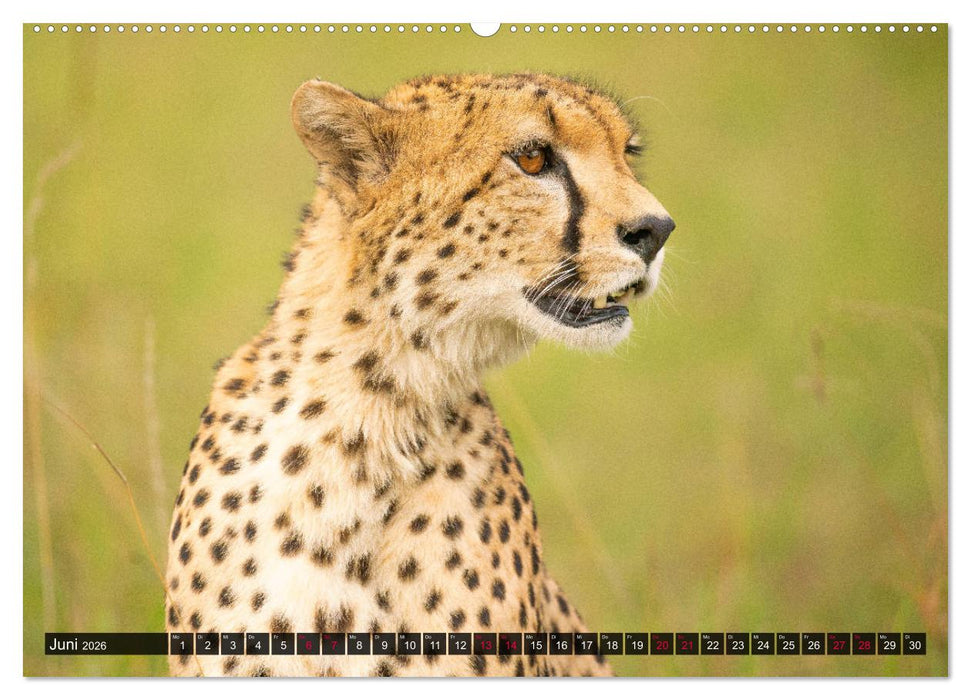 Safari Afrika (CALVENDO Premium Wandkalender 2026)