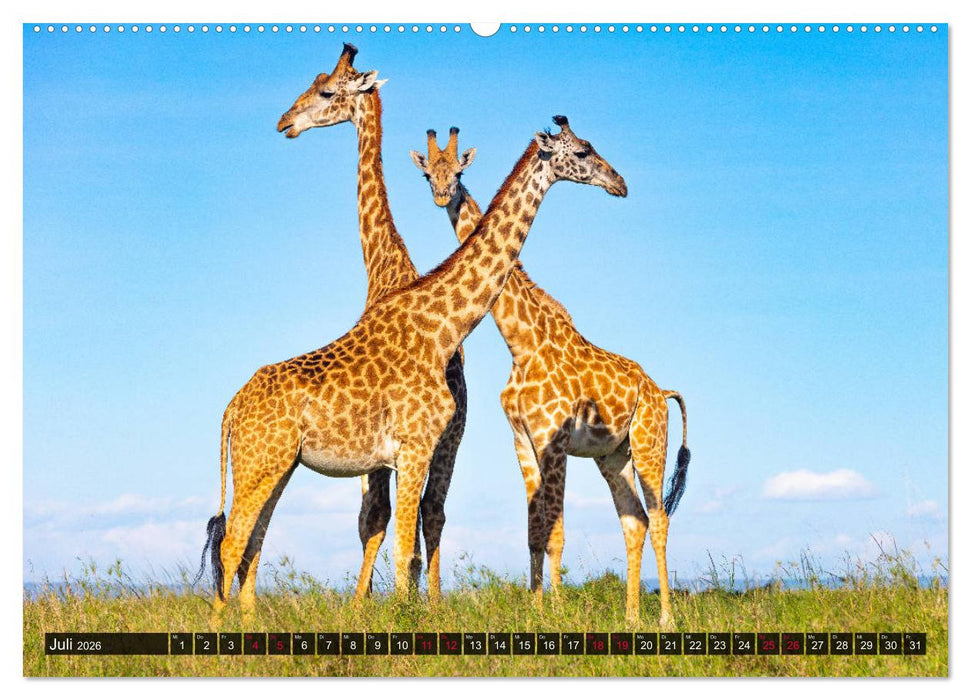 Safari Afrika (CALVENDO Premium Wandkalender 2026)