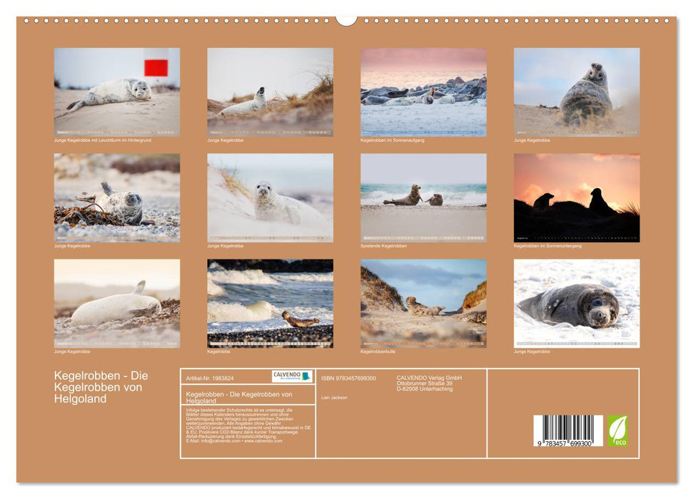 Kegelrobben - Die Kegelrobben von Helgoland (CALVENDO Premium Wandkalender 2026)
