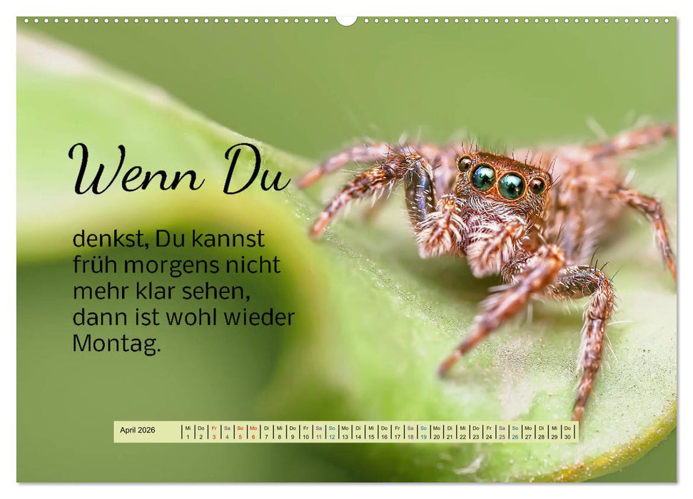 Der Spruchkalender - freiheraus und witzig (CALVENDO Wandkalender 2026)