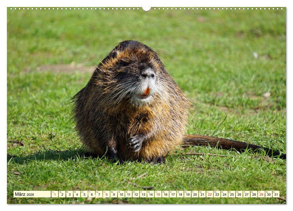 Nutrias Peißnitzinsel Halle Saale (CALVENDO Premium Wandkalender 2026)