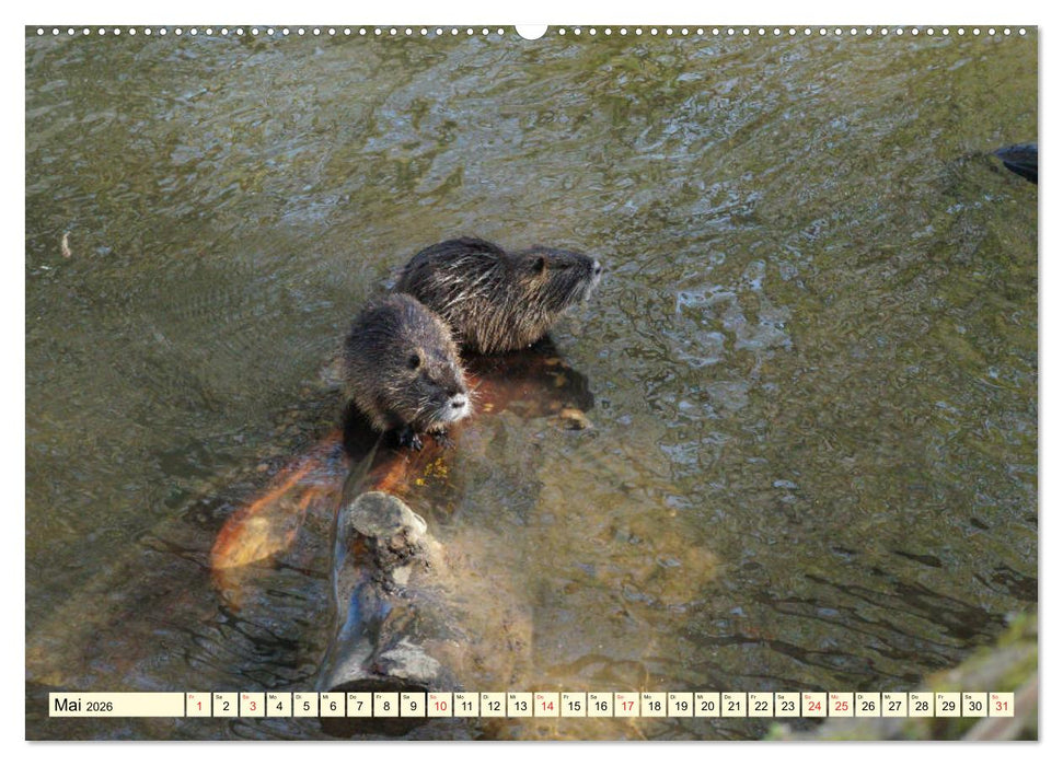 Nutrias Peißnitzinsel Halle Saale (CALVENDO Premium Wandkalender 2026)