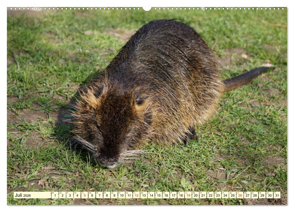 Nutrias Peißnitzinsel Halle Saale (CALVENDO Premium Wandkalender 2026)