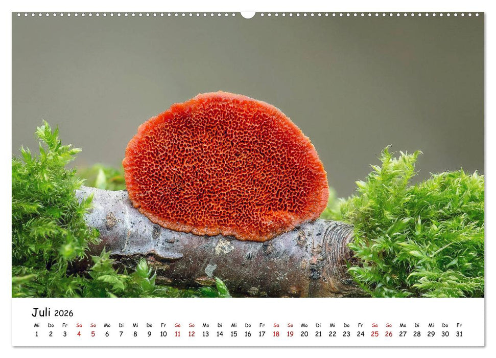 Pilzgalerie - Heimische Pilze von ihrer schönsten Seite (CALVENDO Premium Wandkalender 2026)