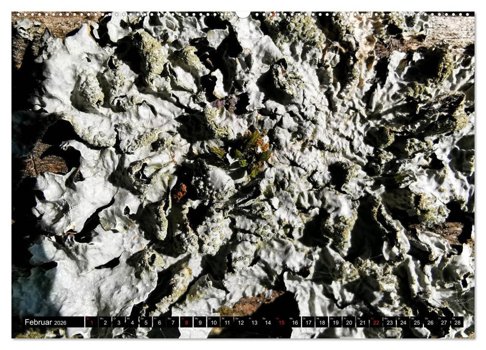 Welt der Flechten (CALVENDO Wandkalender 2026)