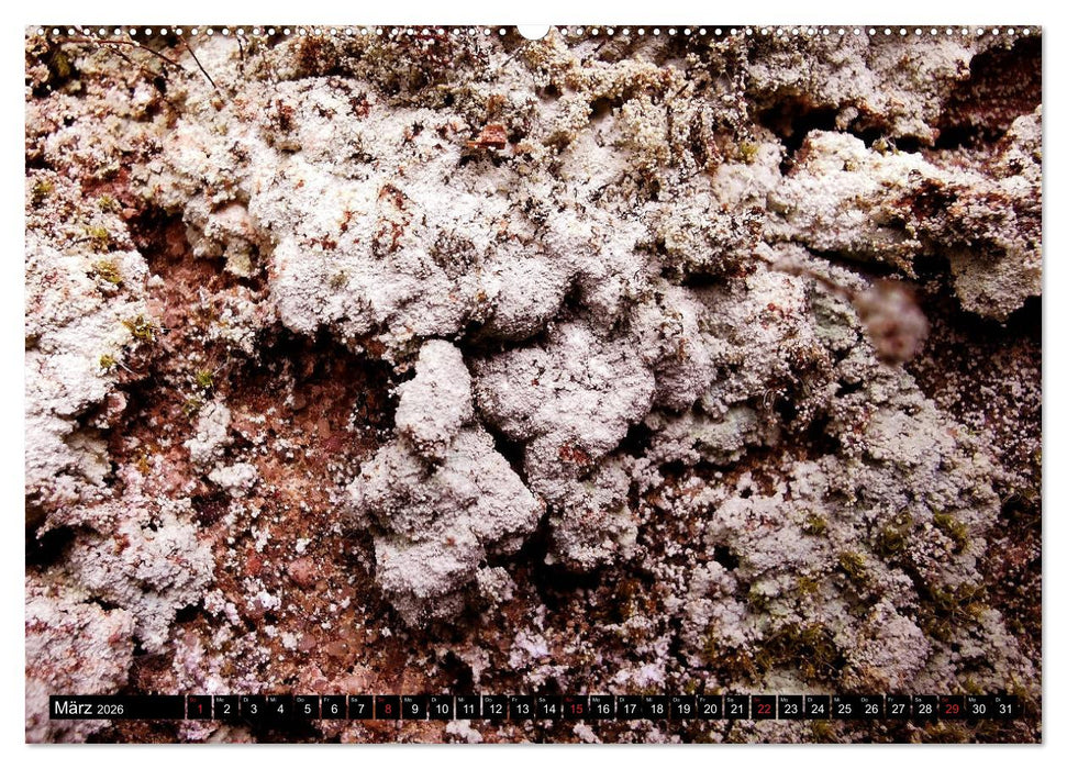 Welt der Flechten (CALVENDO Wandkalender 2026)