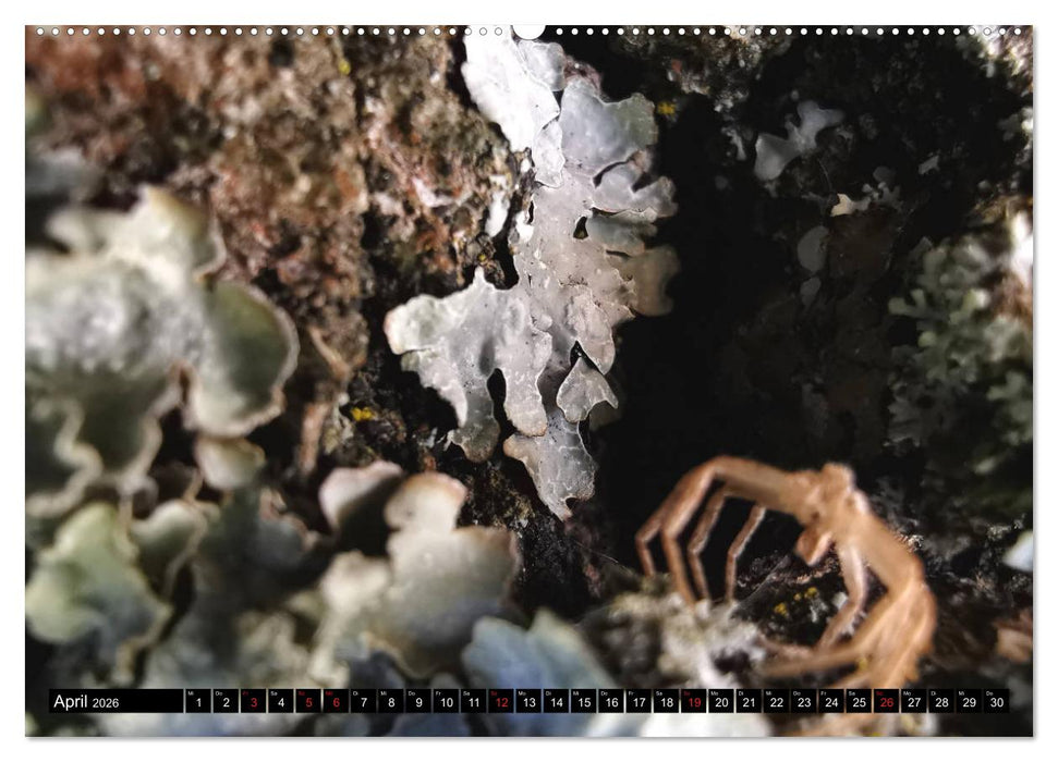 Welt der Flechten (CALVENDO Wandkalender 2026)