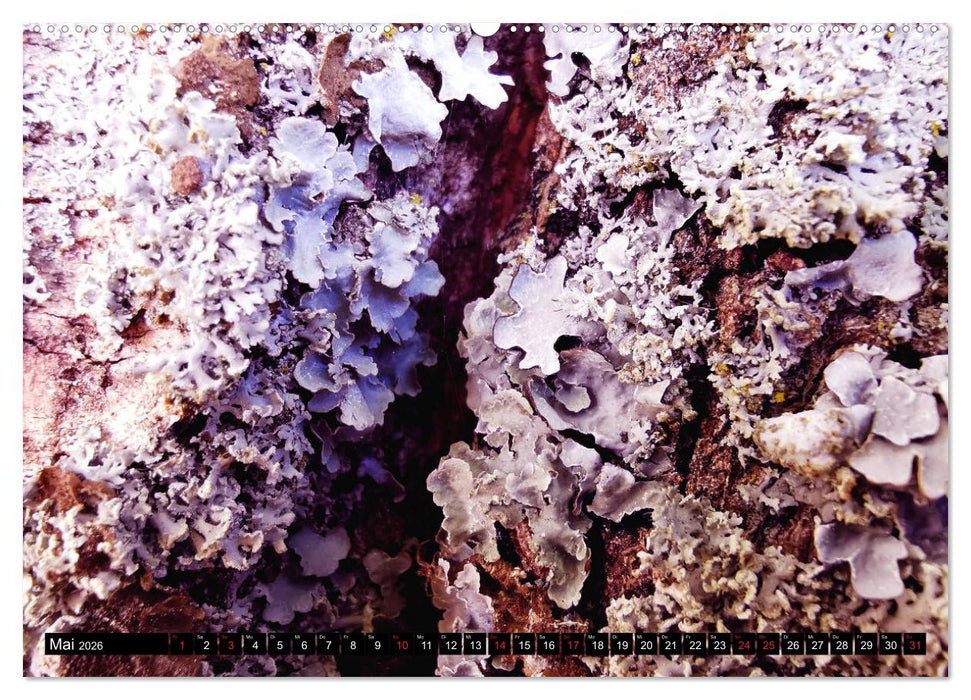 Welt der Flechten (CALVENDO Wandkalender 2026)