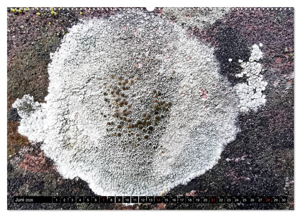 Welt der Flechten (CALVENDO Wandkalender 2026)