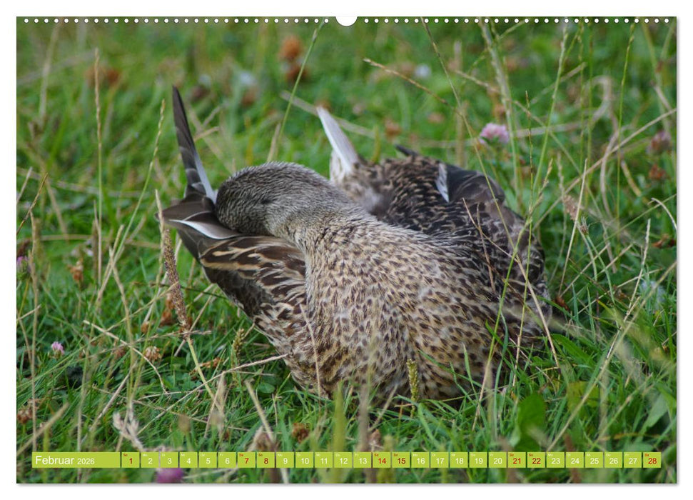 Possierliche Stockenten (CALVENDO Premium Wandkalender 2026)