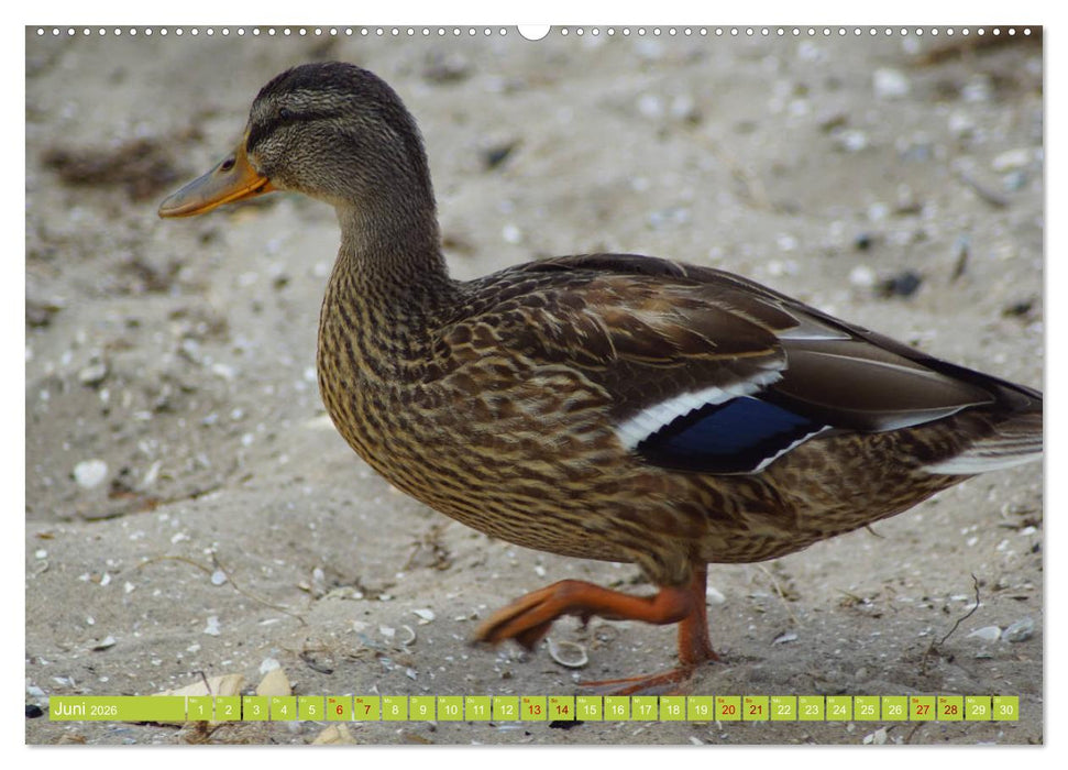 Possierliche Stockenten (CALVENDO Premium Wandkalender 2026)