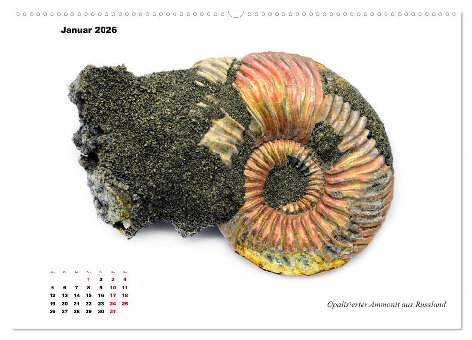Fossilien - Ammoniten, Trilobiten, Erdgeschichte (CALVENDO Premium Wandkalender 2026)