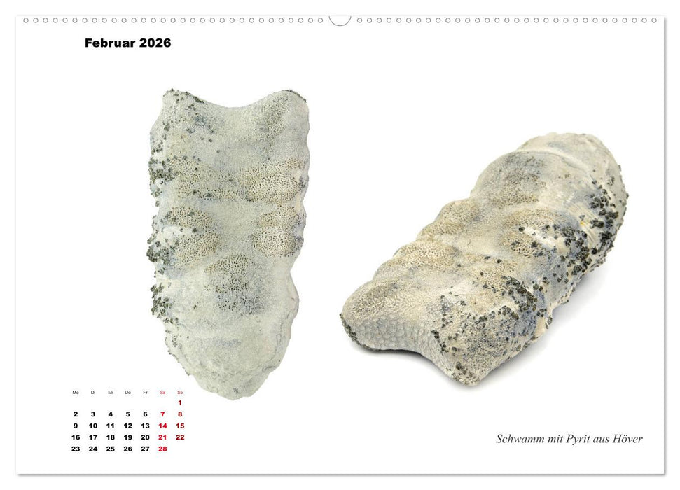 Fossilien - Ammoniten, Trilobiten, Erdgeschichte (CALVENDO Premium Wandkalender 2026)