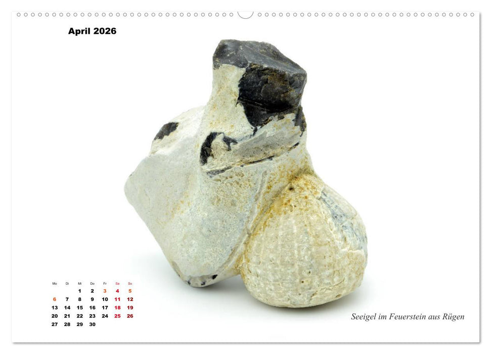 Fossilien - Ammoniten, Trilobiten, Erdgeschichte (CALVENDO Premium Wandkalender 2026)
