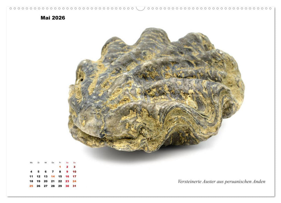 Fossilien - Ammoniten, Trilobiten, Erdgeschichte (CALVENDO Premium Wandkalender 2026)