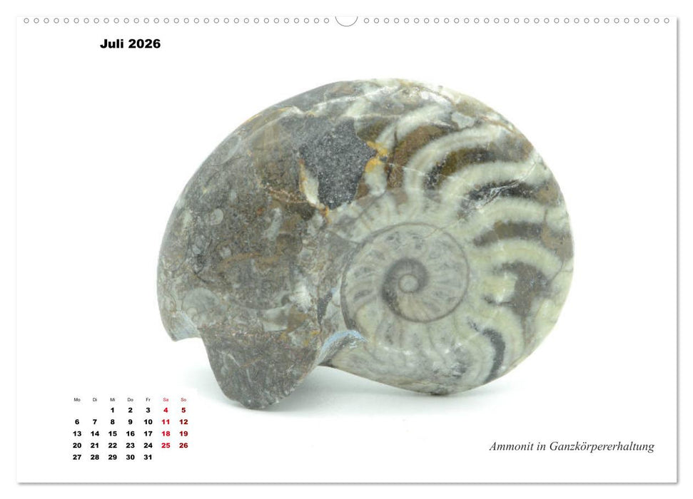 Fossilien - Ammoniten, Trilobiten, Erdgeschichte (CALVENDO Premium Wandkalender 2026)
