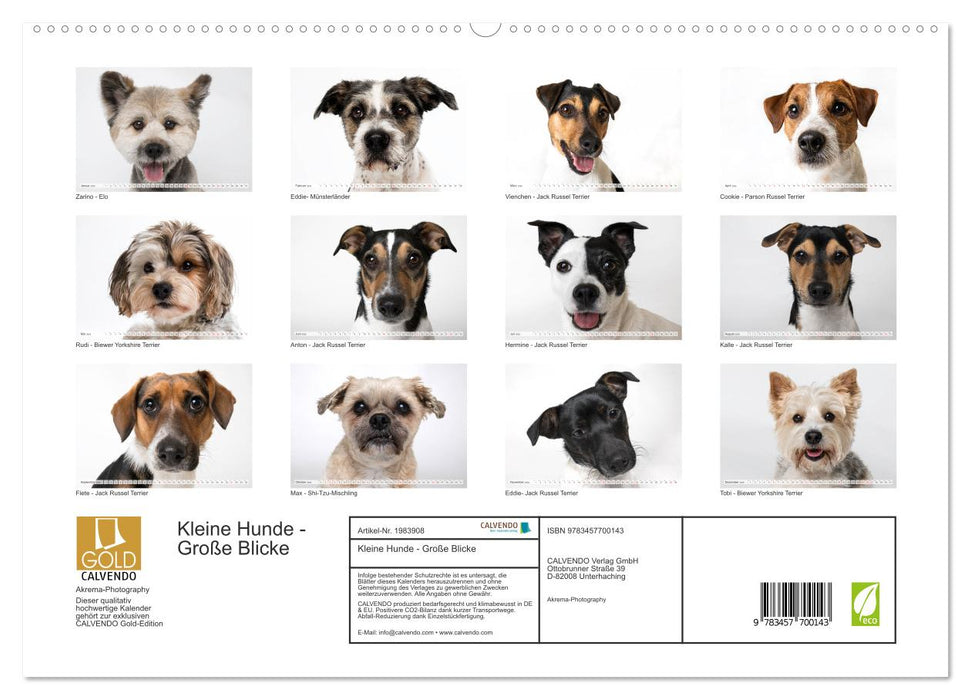 Kleine Hunde - Große Blicke (CALVENDO Premium Wandkalender 2026)
