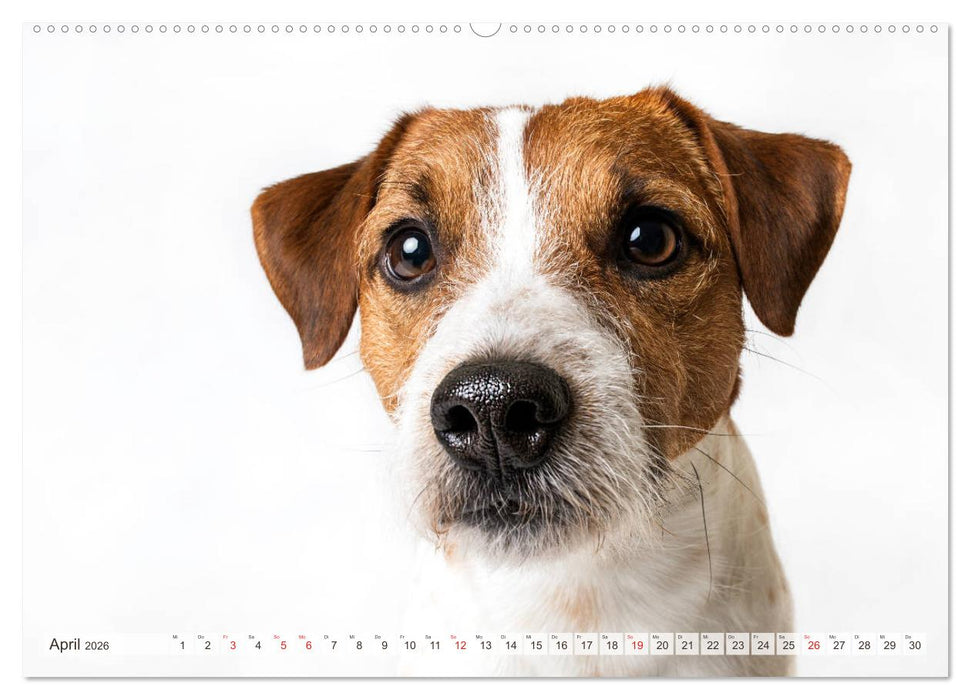 Kleine Hunde - Große Blicke (CALVENDO Premium Wandkalender 2026)