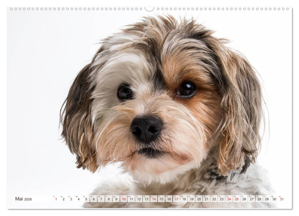 Kleine Hunde - Große Blicke (CALVENDO Premium Wandkalender 2026)