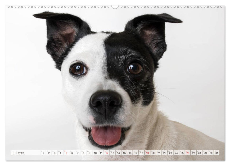 Kleine Hunde - Große Blicke (CALVENDO Premium Wandkalender 2026)