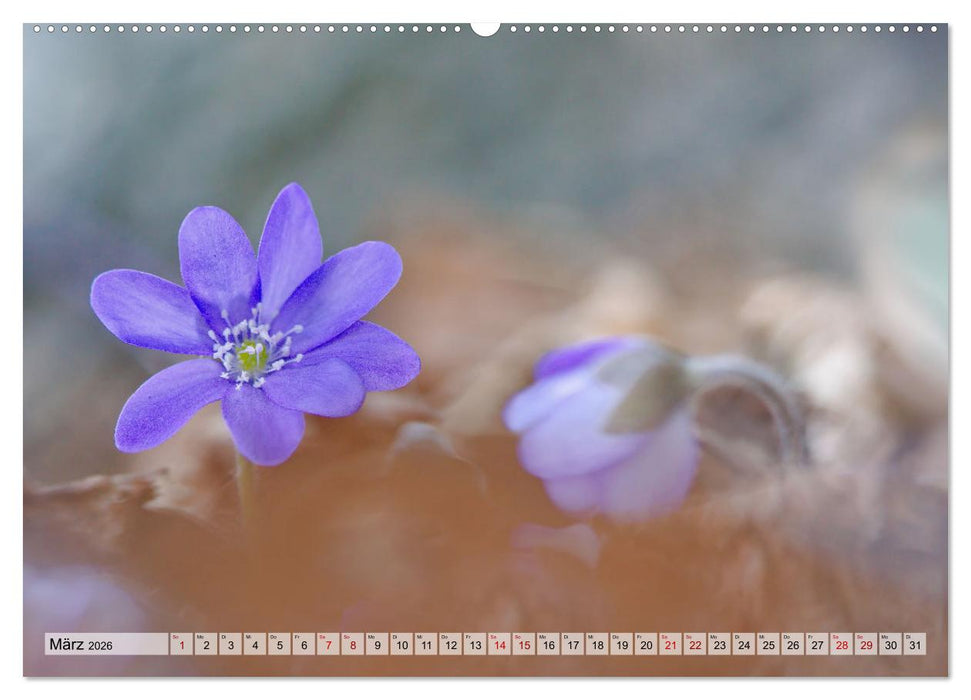 Wenn Blüten träumen tanzt das Licht (CALVENDO Premium Wandkalender 2026)