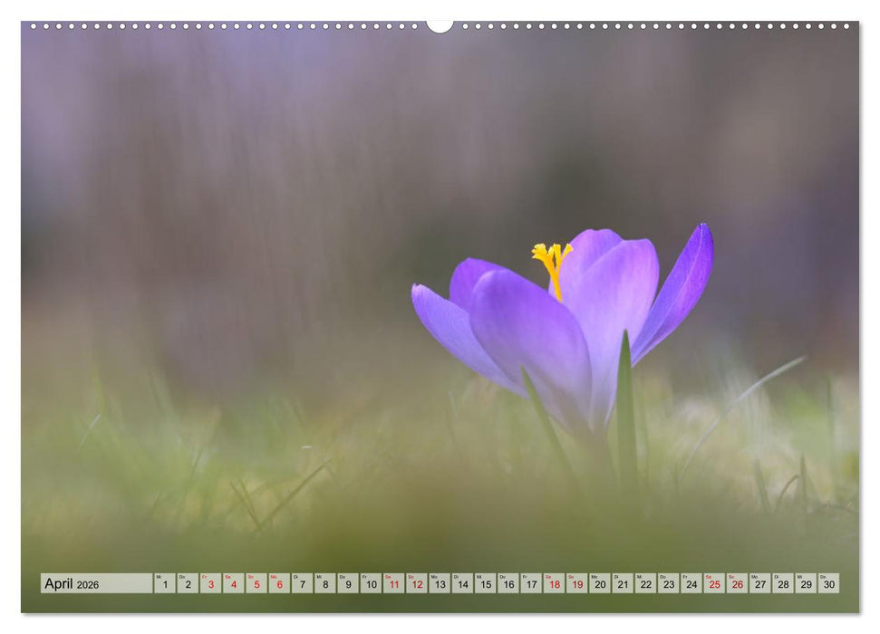Wenn Blüten träumen tanzt das Licht (CALVENDO Premium Wandkalender 2026)