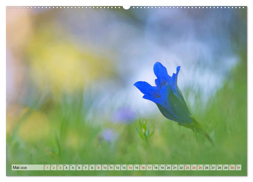 Wenn Blüten träumen tanzt das Licht (CALVENDO Premium Wandkalender 2026)