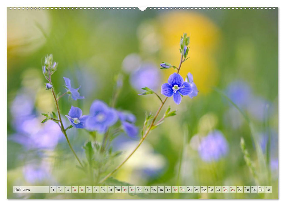 Wenn Blüten träumen tanzt das Licht (CALVENDO Premium Wandkalender 2026)