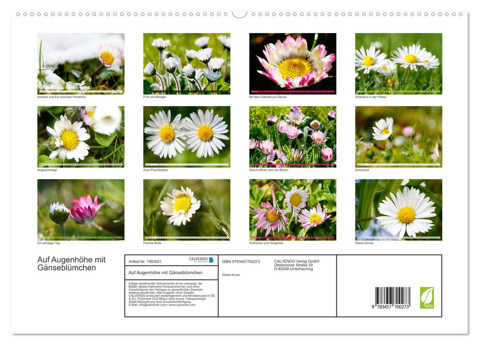 Auf Augenhöhe mit Gänseblümchen (CALVENDO Premium Wandkalender 2026)