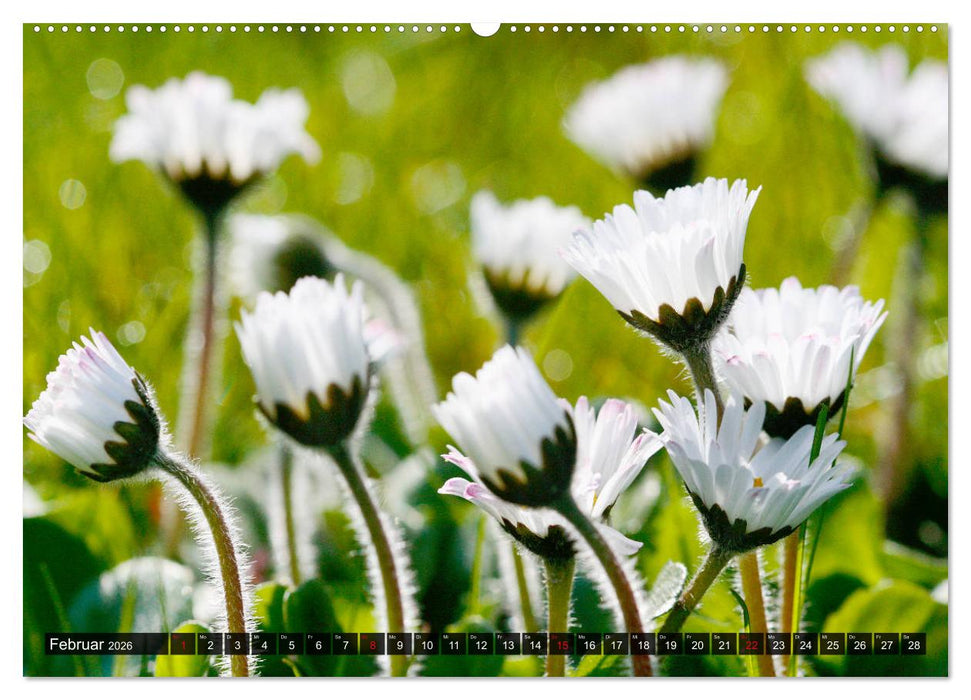 Auf Augenhöhe mit Gänseblümchen (CALVENDO Premium Wandkalender 2026)