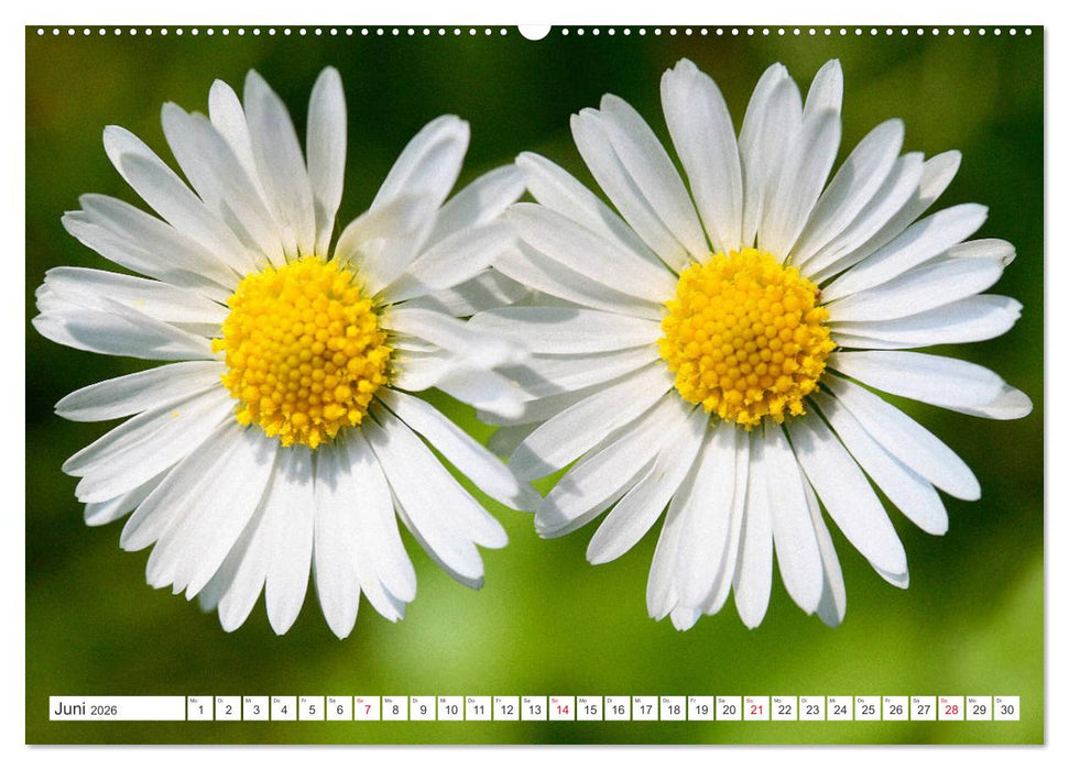Auf Augenhöhe mit Gänseblümchen (CALVENDO Premium Wandkalender 2026)