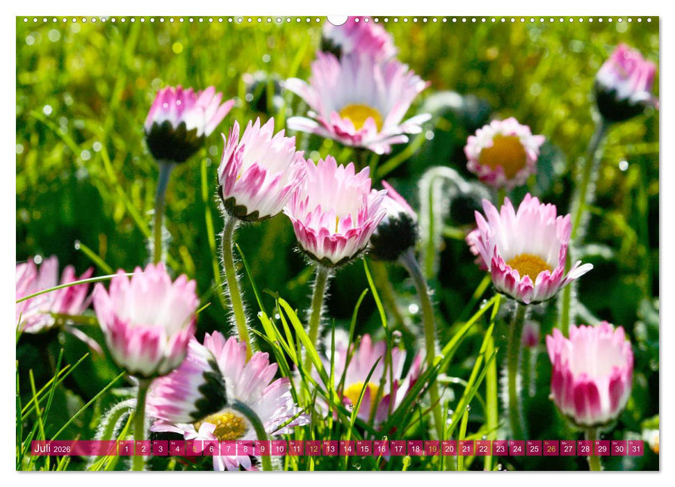 Auf Augenhöhe mit Gänseblümchen (CALVENDO Premium Wandkalender 2026)