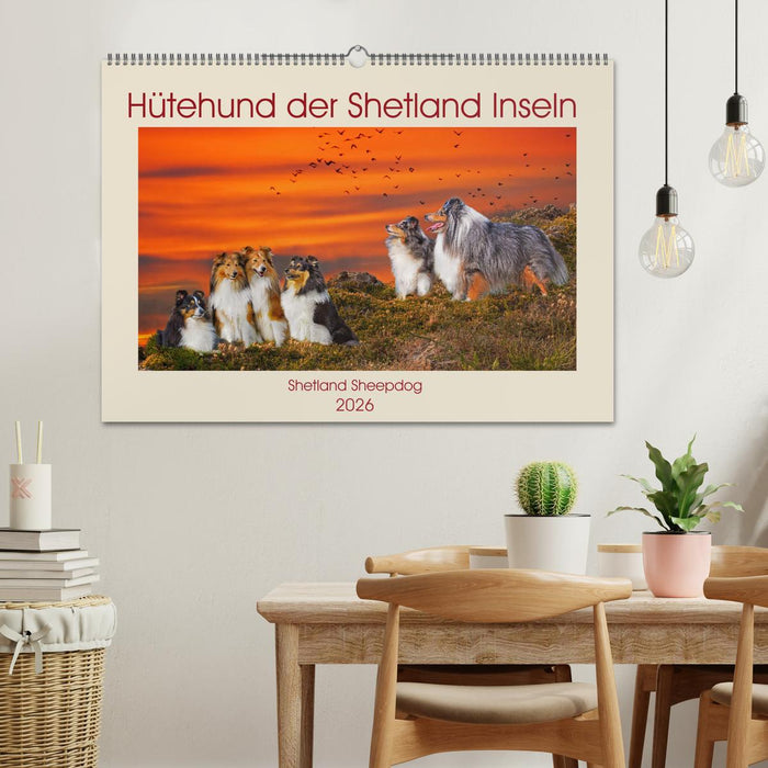 Hütehund der Shetland Inseln - Shetland Sheepdog (CALVENDO Wandkalender 2026)
