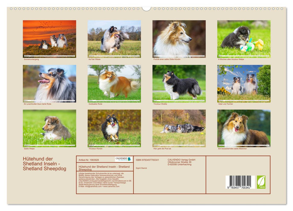 Hütehund der Shetland Inseln - Shetland Sheepdog (CALVENDO Wandkalender 2026)