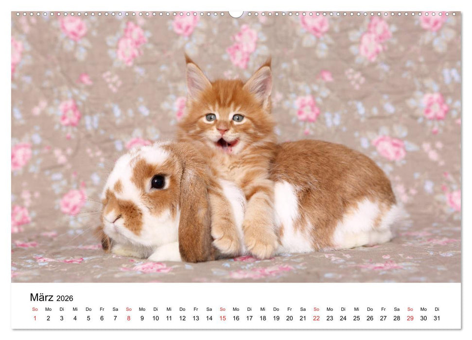 lach mit...just smile (CALVENDO Premium Wandkalender 2026)