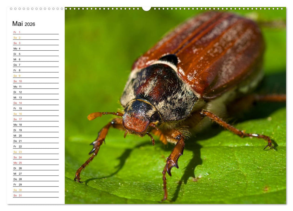 Traumhafter Mondsee (CALVENDO Premium Wandkalender 2026)