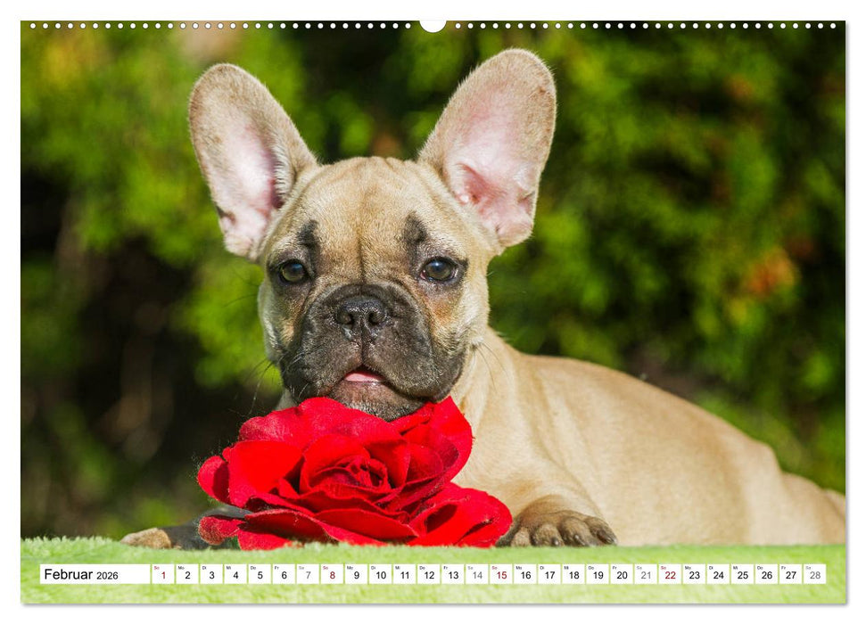 Kleiner Kobold Französische Bulldogge (CALVENDO Premium Wandkalender 2026)
