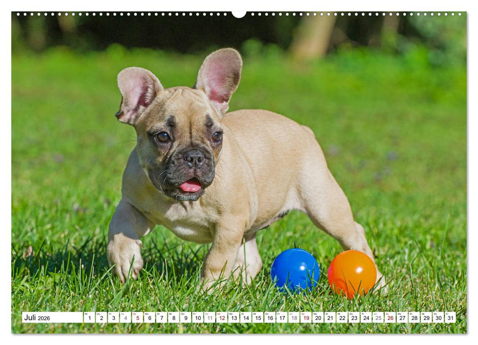 Kleiner Kobold Französische Bulldogge (CALVENDO Premium Wandkalender 2026)